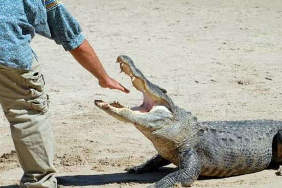 man sticking hand in crocodiles mouth