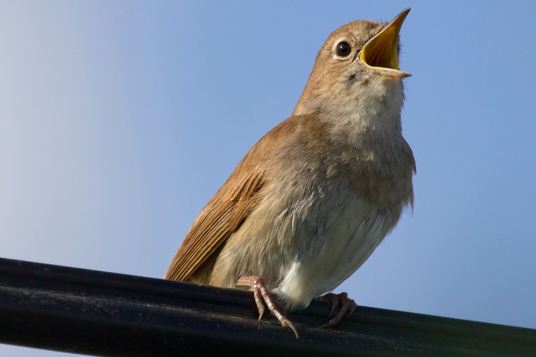 Ottava Rima - Poetic Forms: 13 Ways of Looking at a Poem | Merriam-Webster