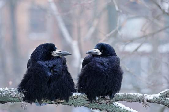 Merriam - Webster * Etymologies for Every Day of the Week * Pair%20of%20ravens%20sitting%20on%20a%20branch-10668-c276db2f20c5d326ba087eaf1b74cba7@1x