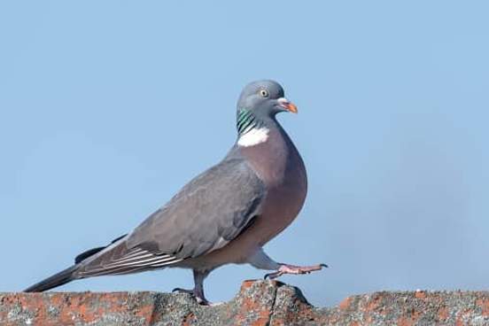 pigeon on roof