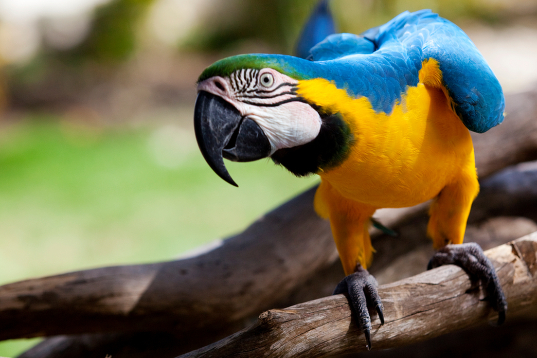 Popinjay You Won't Believe These 10 Words Come From Birds | Merriam-Webster