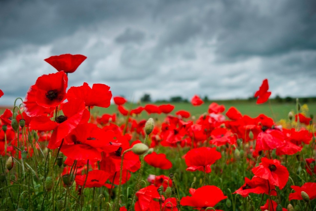 Ottava Rima - Poetic Forms: 13 Ways of Looking at a Poem | Merriam-Webster