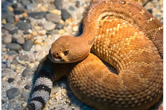 red diamond rattlesnake brumation