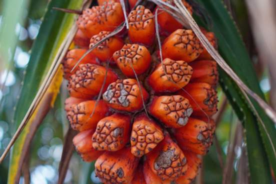 screw pine pandanus tectorius pandanus odoratissimus pandan pantai tree with fruits in tropical forest that grows around the beach