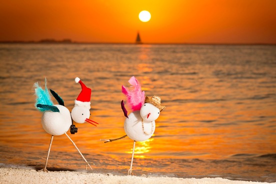snowbirds on the beach