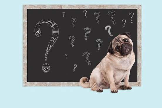 sweet smart pug puppy dog sitting in front of blackboard with chalk question marks