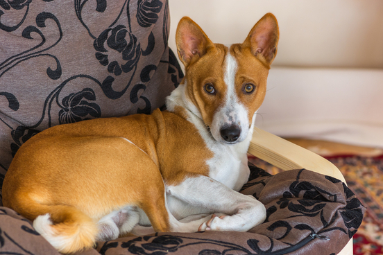 this basenji is not yodeling which is odd because supposedly that is all basenjis do