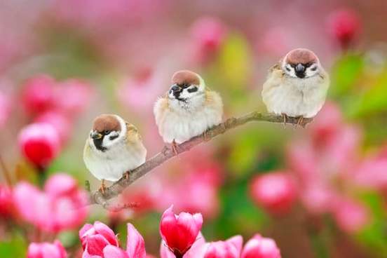 three plump birds on a branch