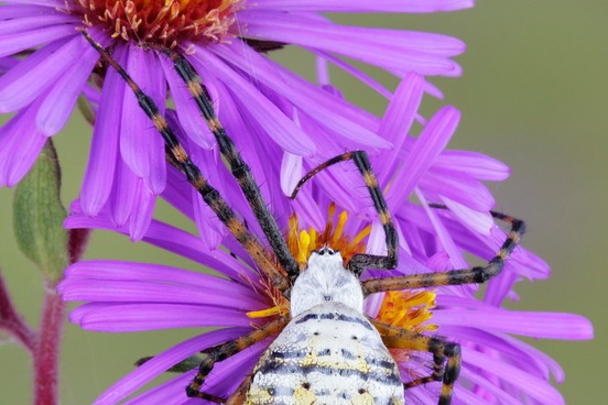 top 10 words that come from mother argiope