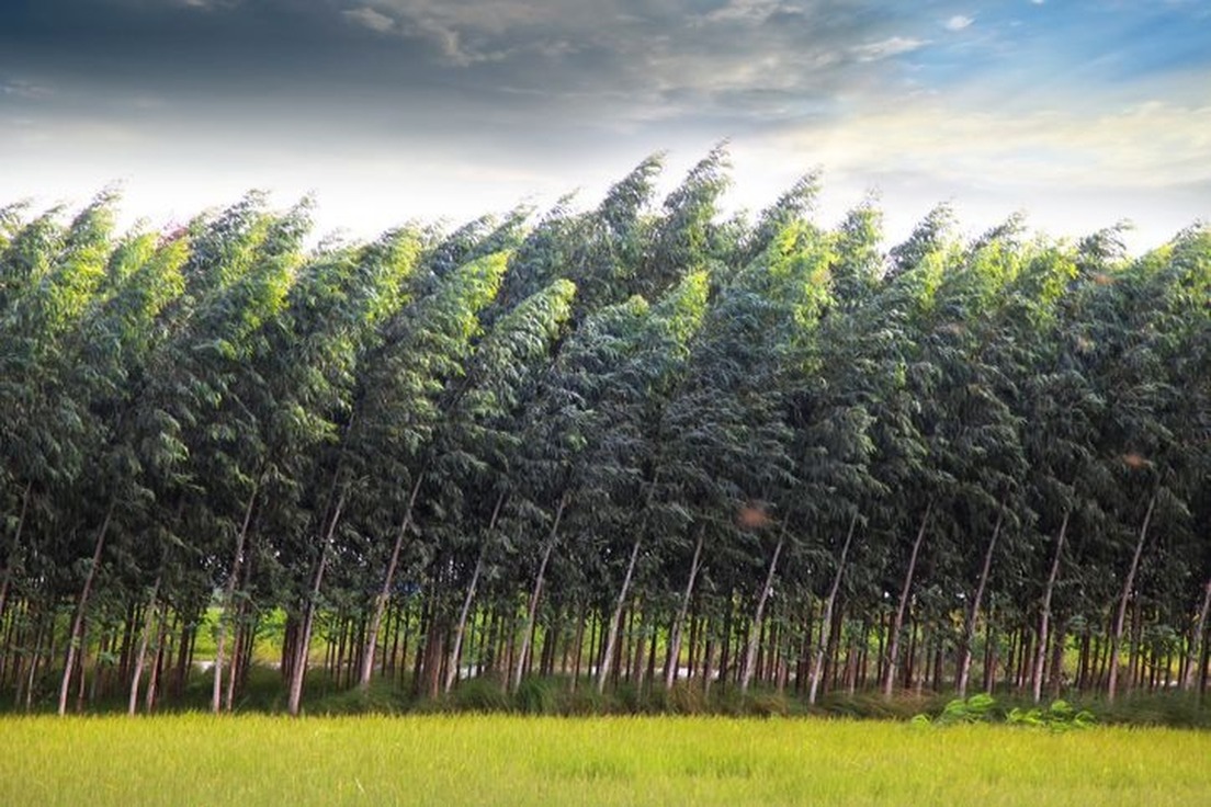 7 Names for Different Kinds of Wind Merriamster