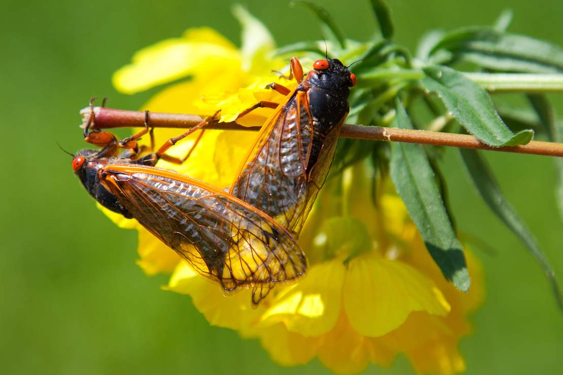 two-cicadas-on-branch