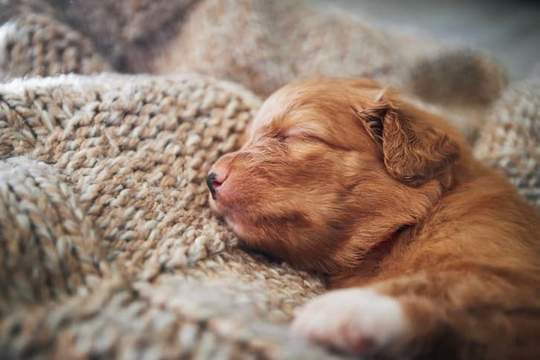 a very adorable very young puppy snuggling into a blanket its very very cute