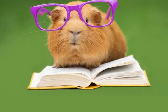 funny guinea pig in glasses reading a book