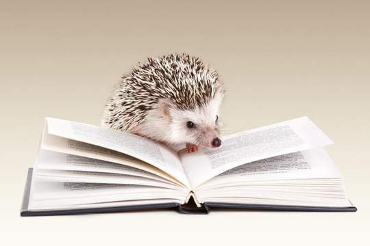 hedgehog reading a book