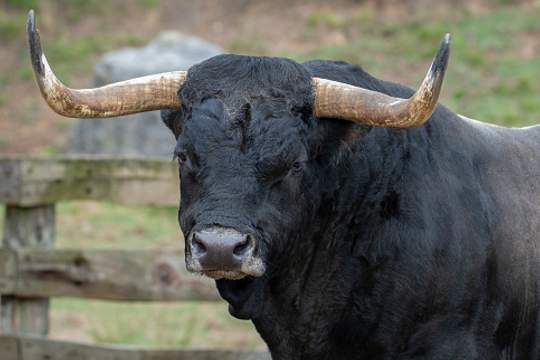 picture of bull