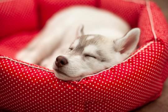puppy asleep in a red bed