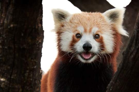 red panda misnomer photo