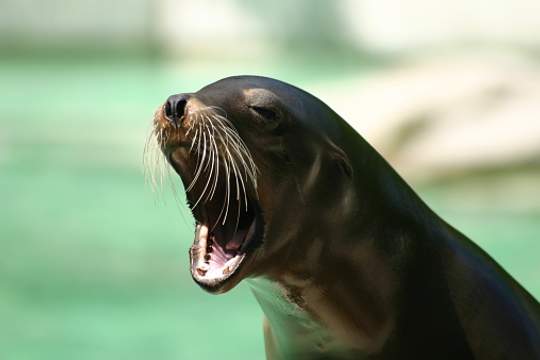sea lion barking