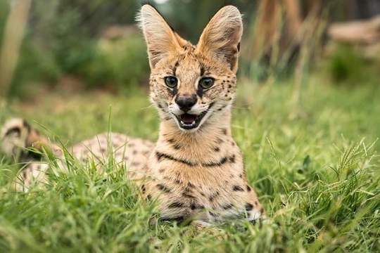 serval