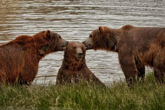 three bears two of them look like theyre whispering to a third bear who looks chuffed to be the center of attention