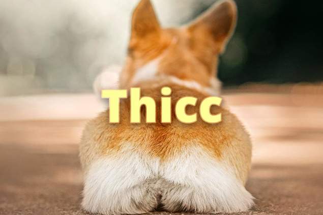 the%20backside%20of%20a%20corgi%20laying