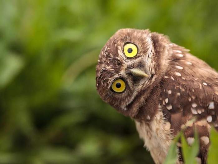 burrowing owl athene cunicularia tilts its head outside its burrow on marco island florida