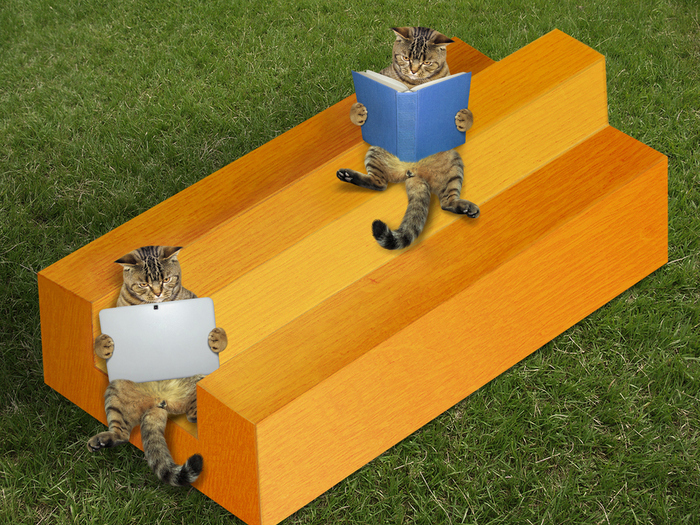 cats on impossible timber