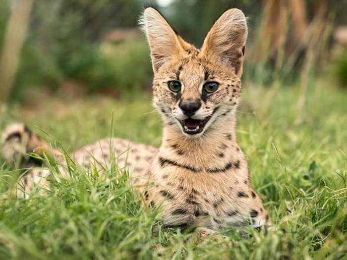 serval