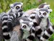 a group of lemurs