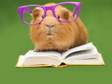 funny guinea pig in glasses reading a book