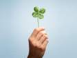 womans hand holding a green four leaf clover