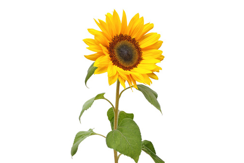 any of a genus helianthus especially h annuus of new world composite plants with large yellow rayed flower heads bearing edible seeds that yield an edible oil