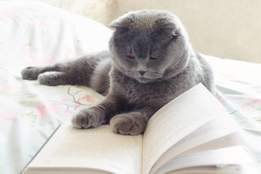 a gray cat reading a book of very advanced vocabulary