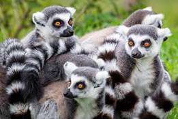 en grupp lemurer