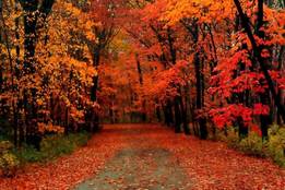 autumnal-forests