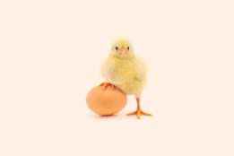 baby chick with a brown egg 