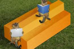 cats on impossible timber