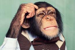 chimpanzee with hand to head