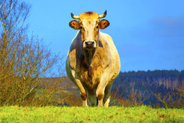 Cow Definition & Meaning - Merriam-Webster