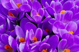 field of crocuses
