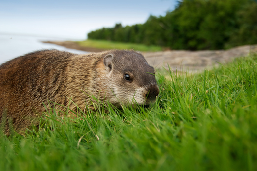 explain the meaning of groundhog day