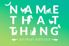 Animal kingdom Definition & Meaning - Merriam-Webster