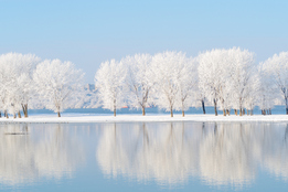 snow covered trees in winter across a lake