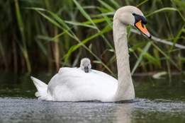 swan-with-a-cygnet