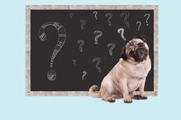 sweet smart pug puppy dog sitting in front of blackboard with chalk question marks