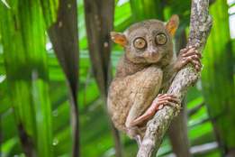 tarsier