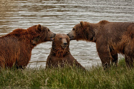 three bears two of them look like theyre whispering to a third bear who looks chuffed to be the center of attention
