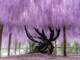 a blooming wisteria tree