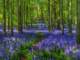 a field of bluebells in a forest