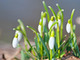 a patch of snowdrops
